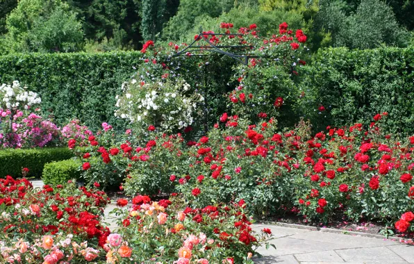 England, roses, garden, Devon, England, Gardens, Rosemoor