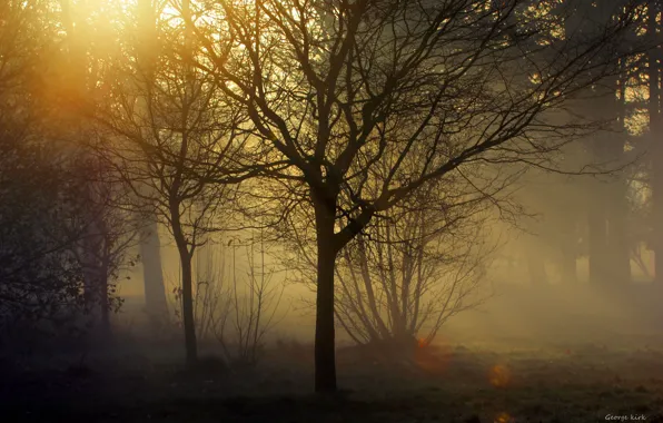 Rays, trees, fog, twilight, George Kirk