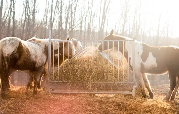 Autumn, light, trees, nature, horse, horse, hay, feeder