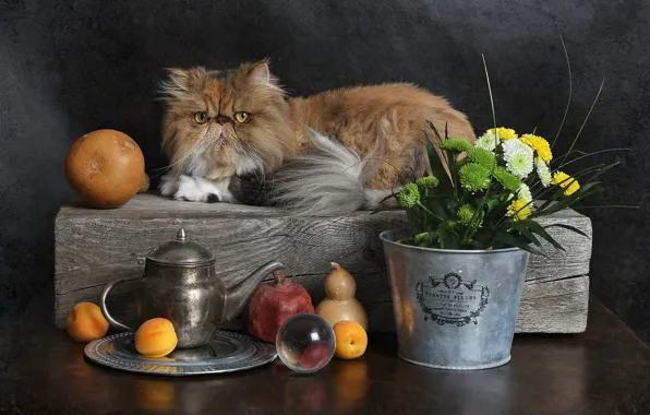 Cat, cat, look, flowers, kettle, red, bucket, lies