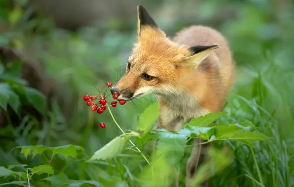 Pose, sniffing, red, face, berries, greens, grass, Fox