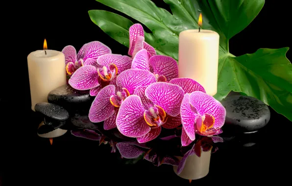 Drops, flowers, leaf, candles, orchids, Spa stones