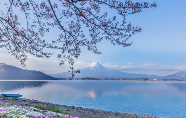 Picture flowers, branches, lake, boat, mountain, the volcano, Japan, Fuji