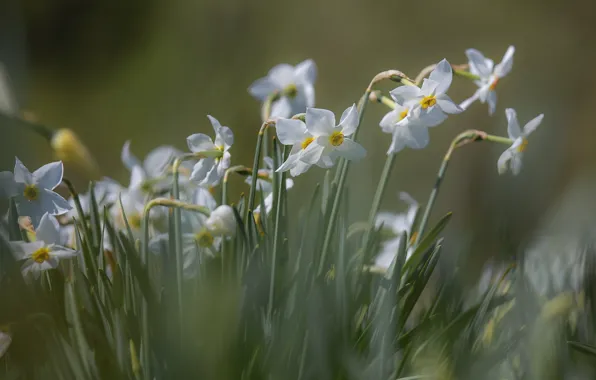 Flowers, spring, white, daffodils