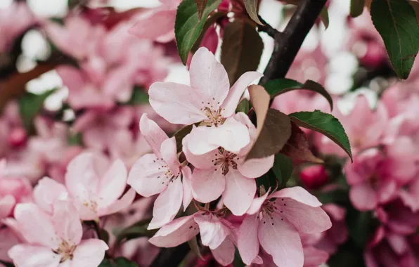 Branch, spring, petals, Sakura, flowering