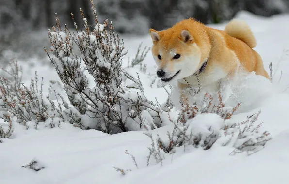 Winter, snow, dog