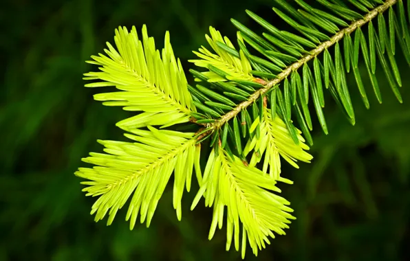 Greens, needles, branch, needles, pine