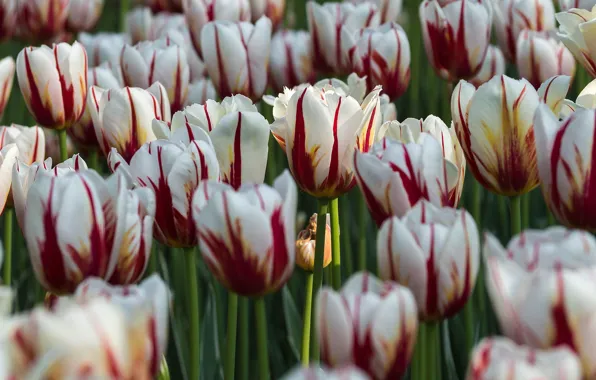 Picture Park, Ottawa, tulips, Canada, 'Maple Leaf'