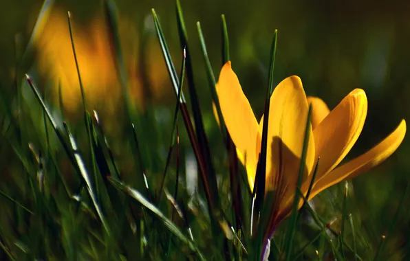 Leaves, macro, light, flowers, yellow, the dark background, spring, petals