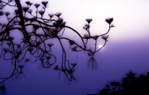 Picture the sun, fog, lilac, Branch