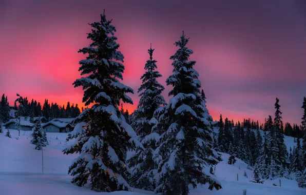 Picture winter, the sky, tree, the evening, garland