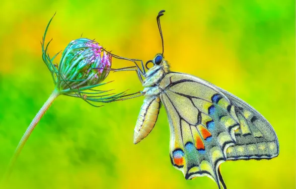 Picture macro, flowers, butterfly