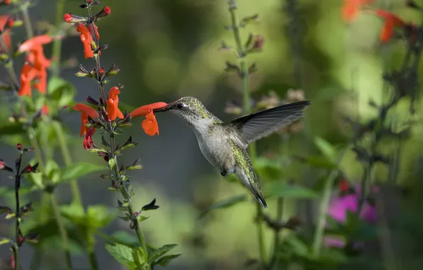 Greens, macro, flowers, bird, Hummingbird