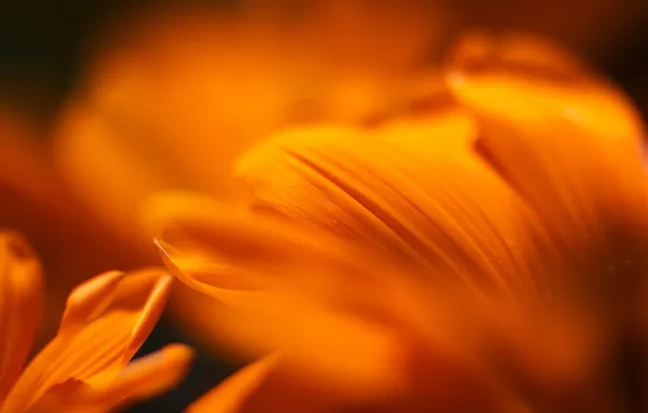 Flower, macro, orange, macro, Mandarine