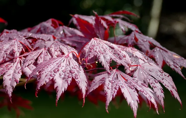 Leaves, water, drops, macro, nature, day