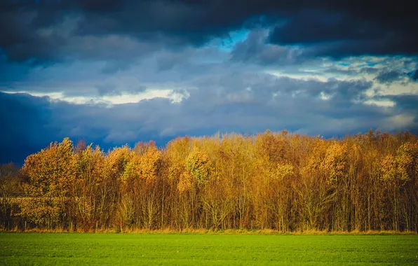 Picture field, autumn, forest, the sky, trees, clouds