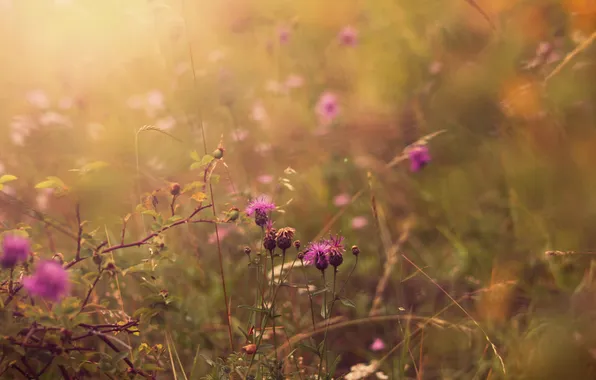 Picture summer, grass, light, flowers, nature, glade, color, plants