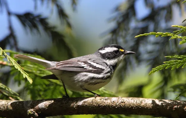Branches, bird, tail