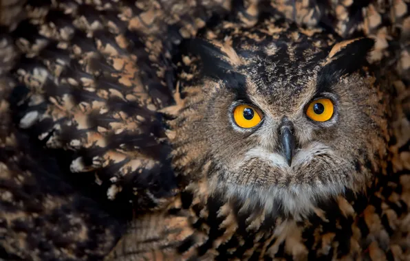 Look, owl, bird, feathers, Owl