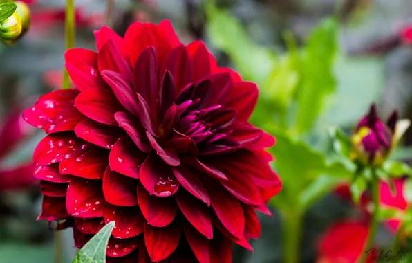 Flowers, flowering, dahlias