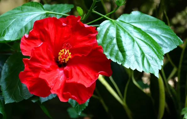 Red, Flower, Bush, Flowering, Hibiscus