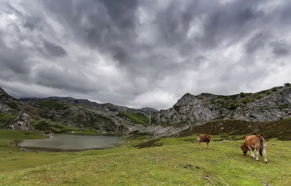 Field, the sky, clouds, mountains, nature, lake, overcast, rocks