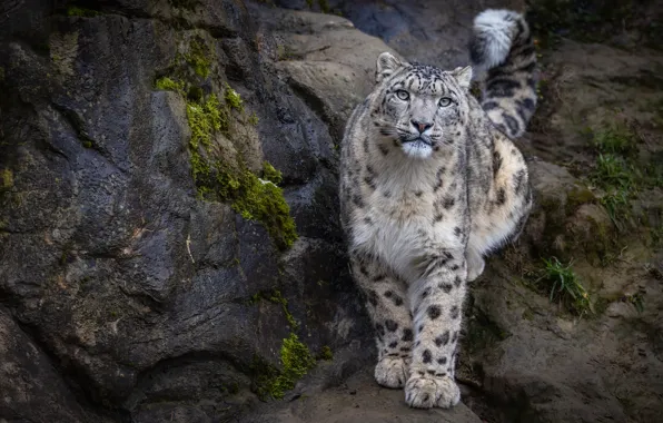Picture look, nature, stones, rocks, moss, IRBIS, snow leopard, sitting