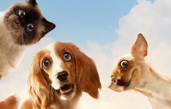 Cat, dogs, the sky, look, humor