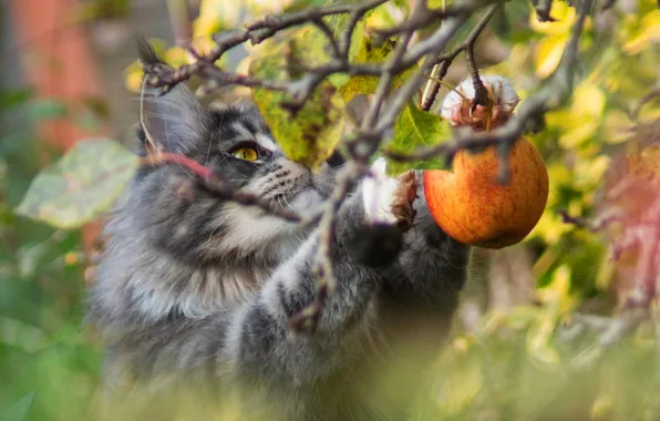 Cat, summer, cat, look, light, branches, pose, grey