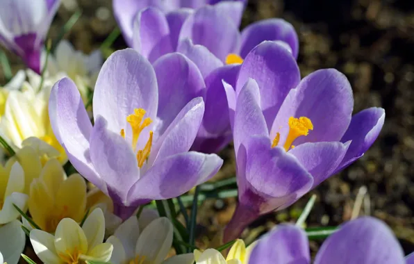 Macro, joy, flowers, nature, beauty, plants, crocuses, primroses