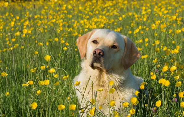 Flowers, dog, meadow, buttercups, Labrador Retriever
