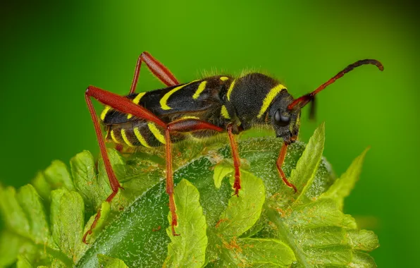 Macro, beetle, insect