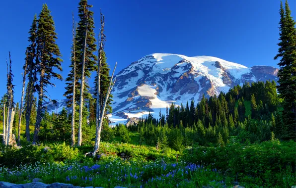 Picture the sky, grass, snow, trees, flowers, mountains, spruce, slope