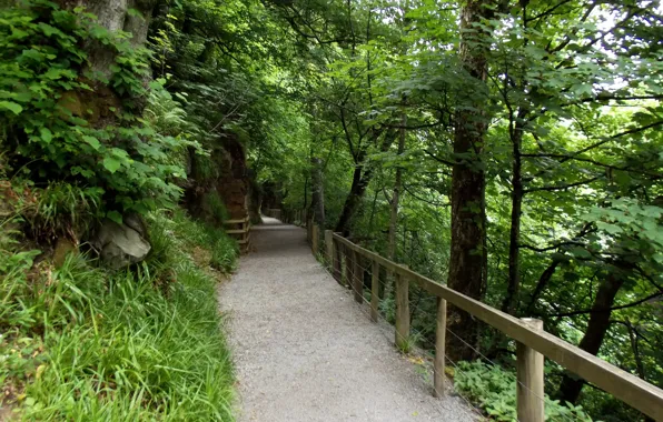 Picture Nature, Trees, Summer, Nature, Track, Summer, Trees, Path