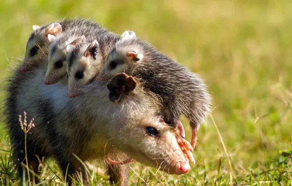 Summer, nature, opossum