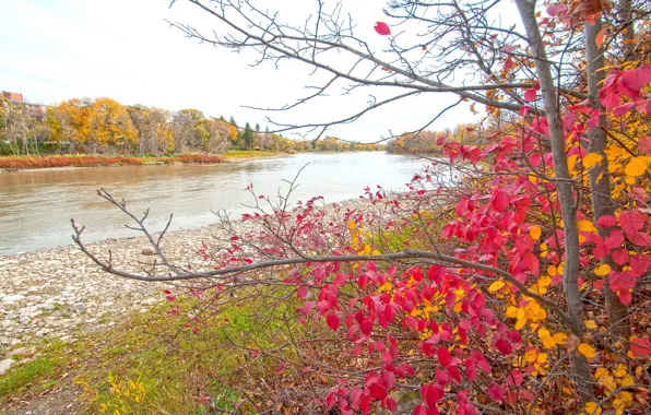 Picture autumn, forest, leaves, trees, pond, Park, river, paint