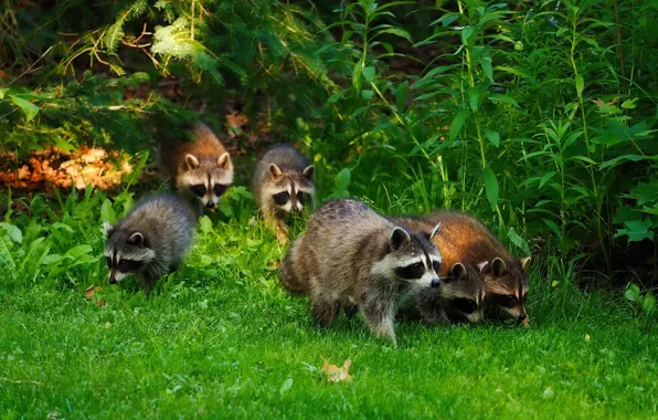 Grass, leaves, nature, glade, raccoon, company, the bushes, raccoons