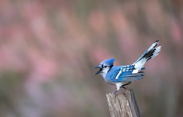 Background, bird, bokeh, column, blue Jay, Jay