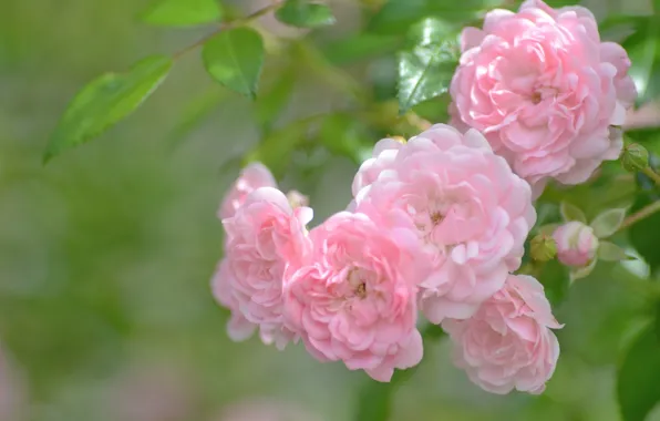 Macro, branches, roses