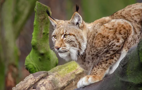 Picture look, face, trees, pose, background, paws, lynx, wild cat