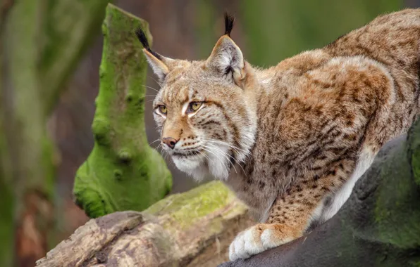 Picture look, face, pose, background, tree, paws, lynx, wild cat