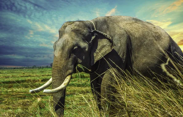 Nature, elephant, Africa