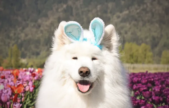 Look, pose, dog, white, face, Samoyed