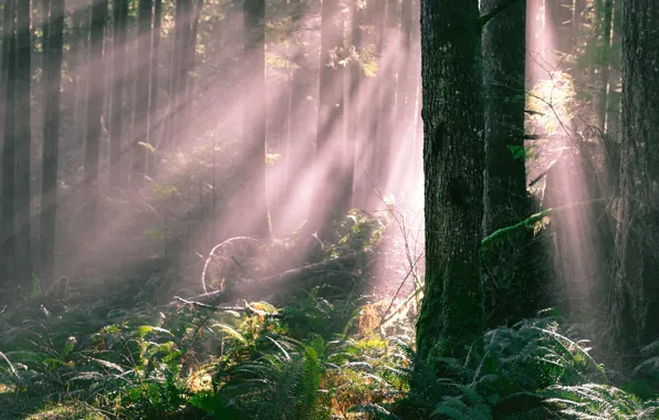 Stream, Forest, Light, Rays, Trunks, Ferns