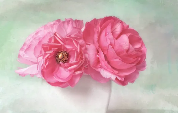 Drops, flowers, background, bouquet, petals, art, vase, pink