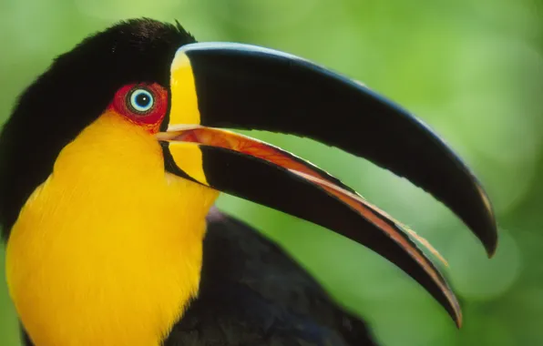 Picture bird, beak, Toucan