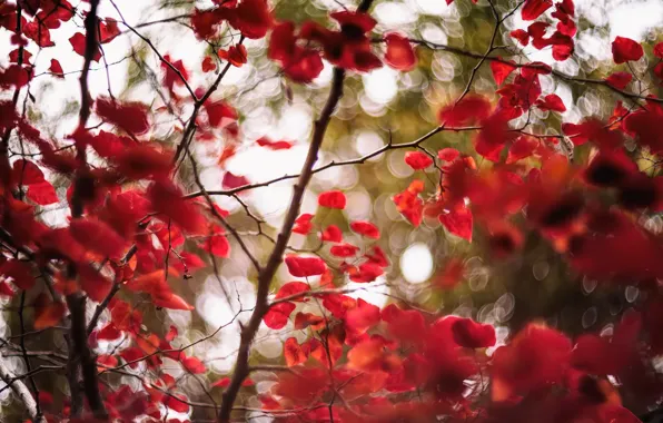 Leaves, branches, the wind