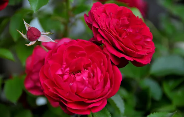 Flowers, buds, flowering, red roses
