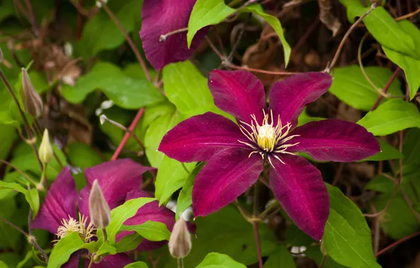 Picture leaves, petals, clematis, clematis
