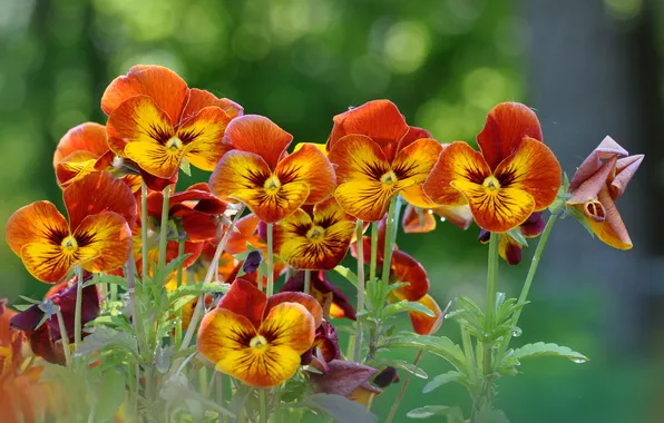 Flowers, Pansy, flowerbed, yellow-orange